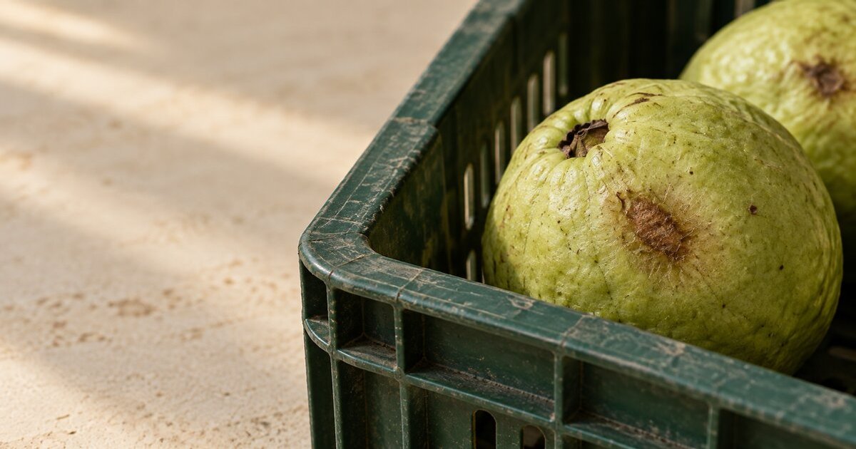 Close view of a blemished guava beside the scuffed edge of a green produce crate